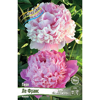 Пион Ле Франс 2/3 n 10 шт Биг-Пак 4531 