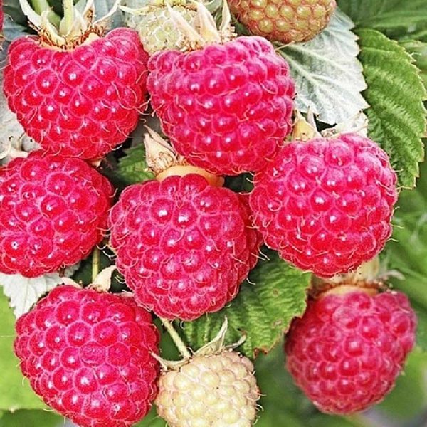 Малина Осенняя красавица ремонтантная Садовита