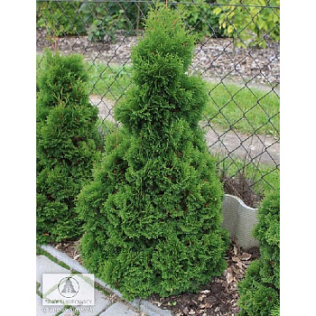 Туя Западная Мики С3