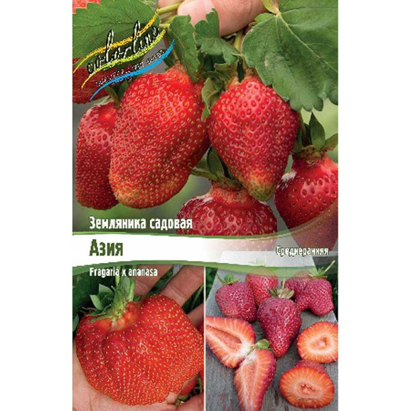8201 Биг-Пак Земляника Садовая Азия A 100 шт 