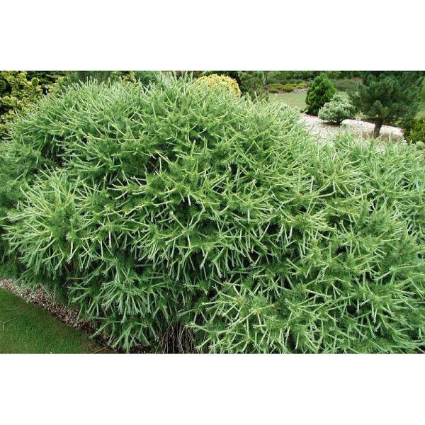 15886 Лиственница Европейская Корлей C3 25-30cm ,шт