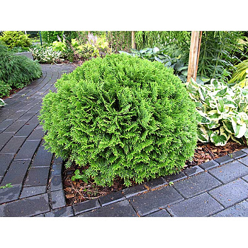 Туя Thuja Occidentalis Danica P9 ,шт Садовита 9355