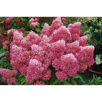 Гортензия Метельчатая Петит Флори P12 шт