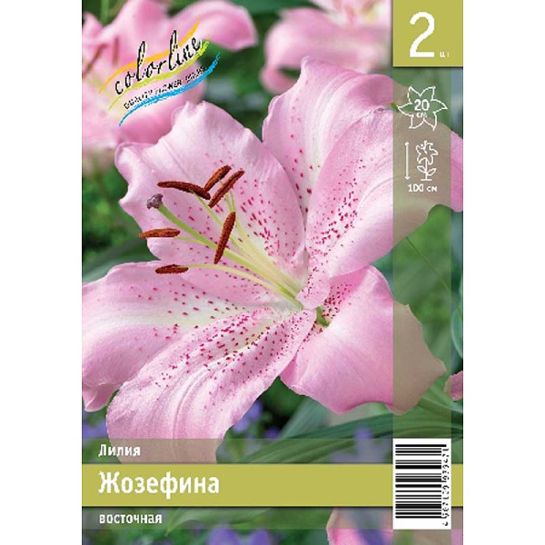 Лилия Жозефина 12/14 2 Эконом шт 