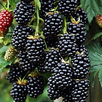 Ежевика Кустистая Торнфри P9