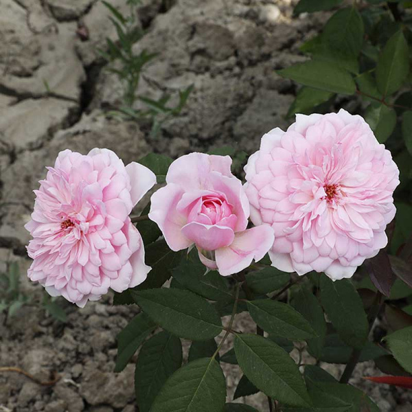 Роза плетистая Франсуа Юренвиль Садовита