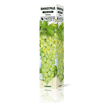 Виноград Галахад очень ранний Садовита