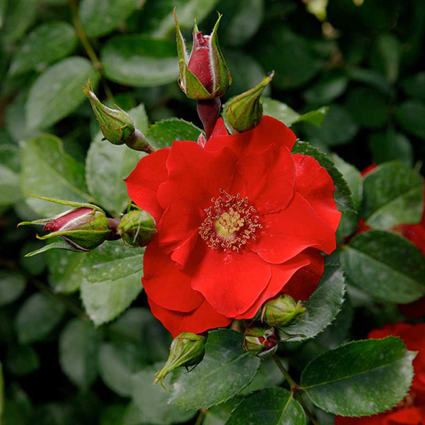 Роза флорибунда Чамплэйн Садовита