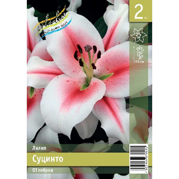Лилия Суцинто 12/14 2 Эконом шт 