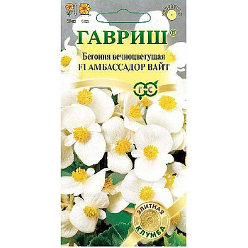 КОМ Бегония Амбасадор Вайт  Гавриш Ц 