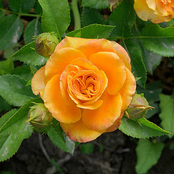 Роза спрей Топ Маркс Садовита