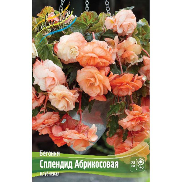 Бегония Сплендид Абрикосовая 5/6 50 шт Шоу-бокс 8836
