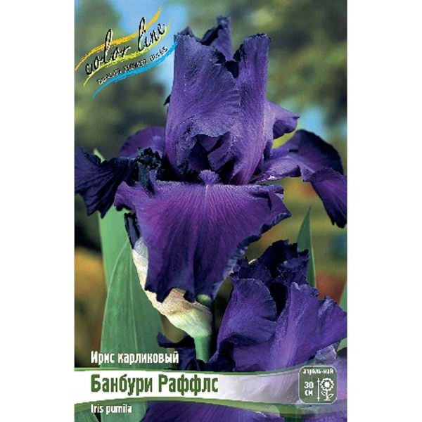 Ирис Карликовый Банбури Раффлс I 25 шт Биг-пак 9709