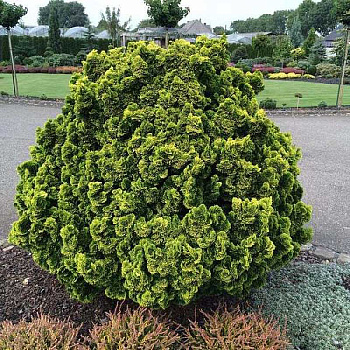 Кипарисовик Тупой Аврора P9 шт