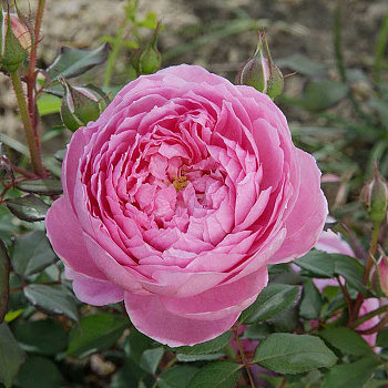 Роза шраб Алан Титчмарш Садовита