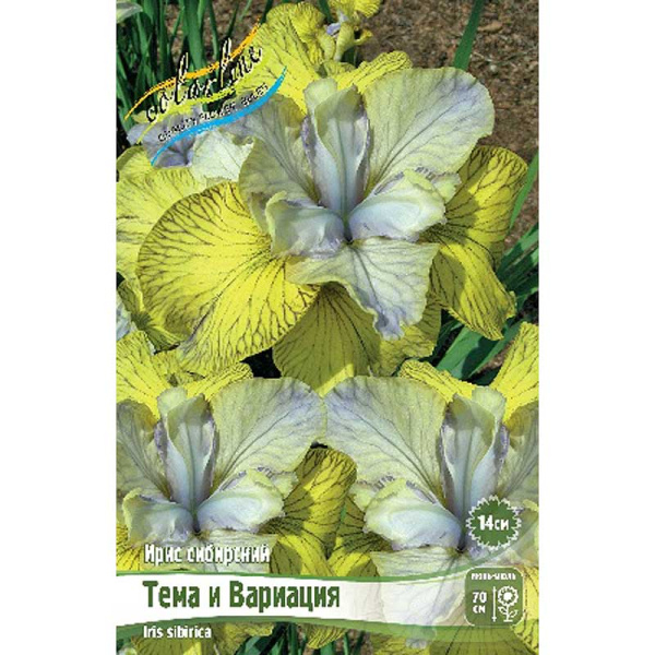 Ирис Сибирский Тема И Вариация I 1 шт 