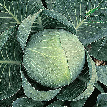 Капуста Коля 2500шт Маринда/Seminis