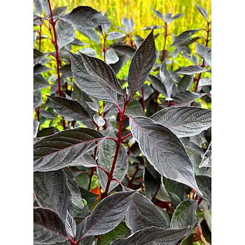 Дёрен Белый Найтфолл P9 шт