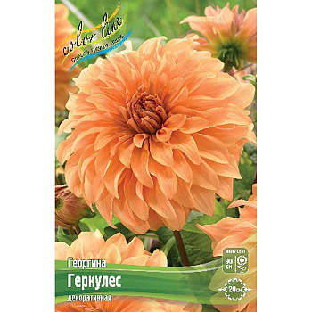 Георгина Геркулес I 15 шт Шоу-бокс 8967