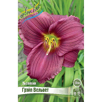 Лилейник Грэйп Вельвет I 25 шт Биг-пак 5856