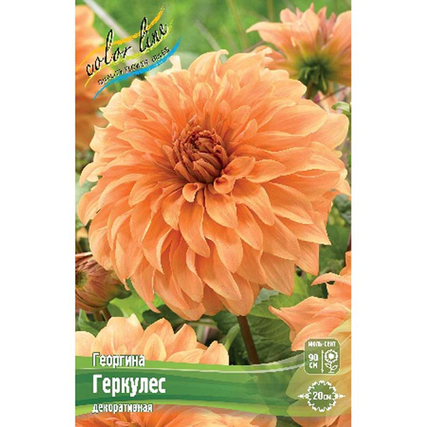 Георгина Геркулес I 15 шт Шоу-бокс 8967