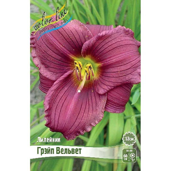 Лилейник Грэйп Вельвет I 25 шт Биг-пак 5856