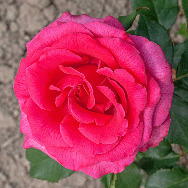 Роза чайно-гибридная Топаз Садовита