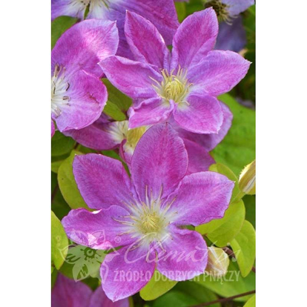 Клематис Чейндж Оф Херт P9 шт