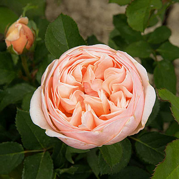 Роза чайно-гибридная Александрин Садовита