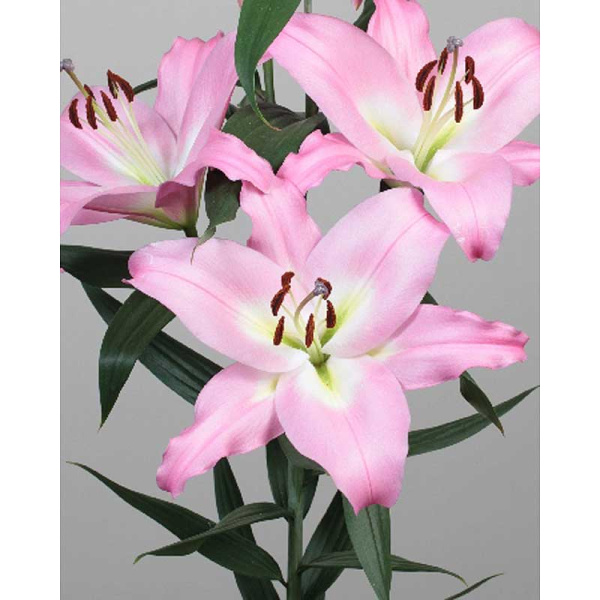 4492 Биг-Пак Лилия Сиэттл 12/14 25 шт 