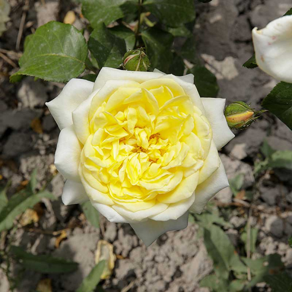 Роза шраб (английская) Грэхем Томас Садовита