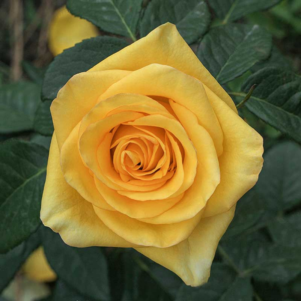 Роза чайно-гибридная Дежавю Садовита