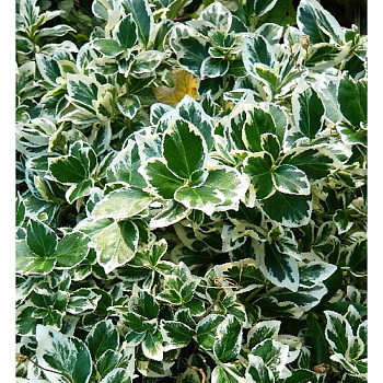 Бересклет Форчуна Эмеральд Гаити P9