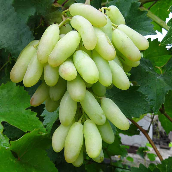 Виноград Хусайне средний Садовита