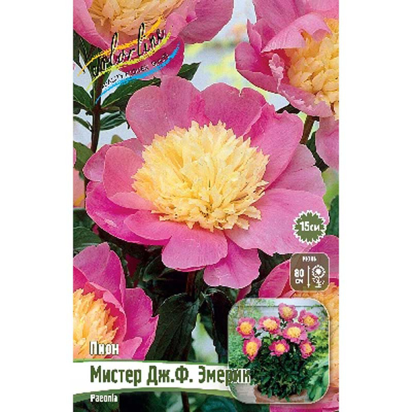 Пион Мистер Дж.ф. Эмерик 2/3 n 1 шт