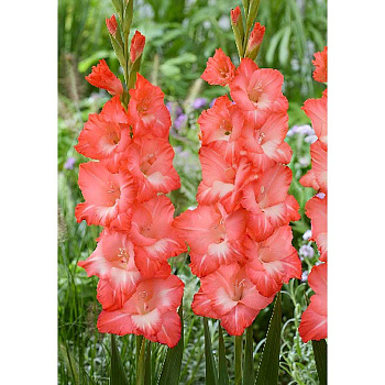 Гладиолус Ин Стайл 10/12 3 Эконом шт