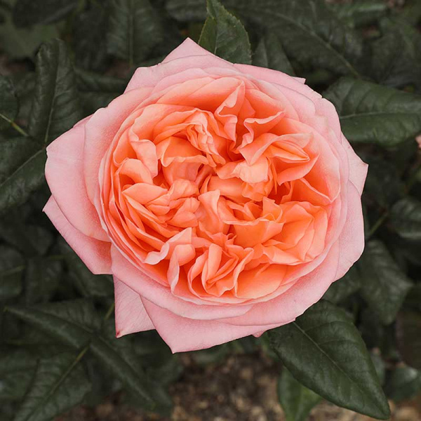 Роза чайно-гибридная Чиппендейл Садовита