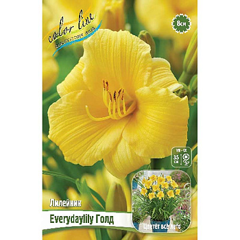 Лилейник Everydaylily Голд I 1 шт