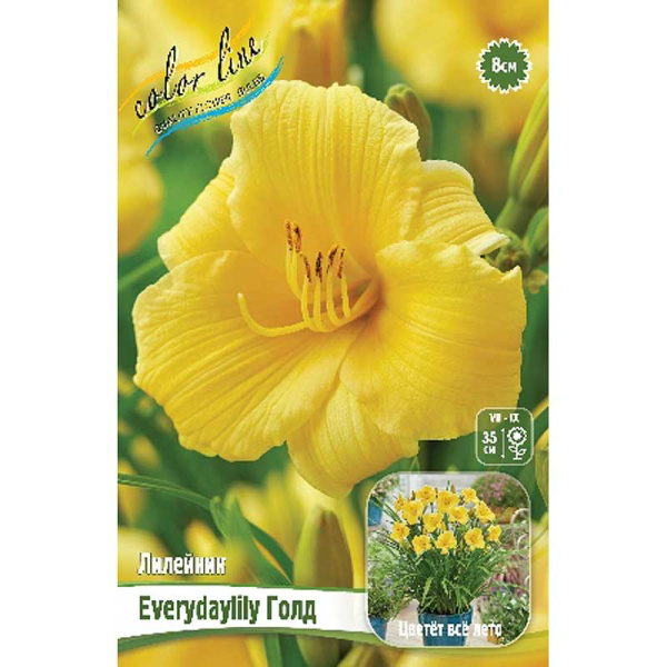 Лилейник Everydaylily Голд I 1 шт