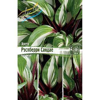 Хоста Рэспберри Сандае 1 n 1 шт