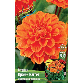 Георгина Оранж Наггет I 1 шт