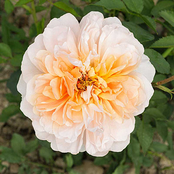 Роза шраб Ти Клиппер (Английская) Садовита