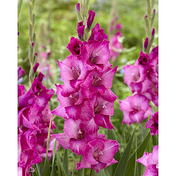 Гладиолус Эви 8/10 10 шт 