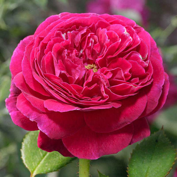 Роза шраб Принц (английская) Садовита