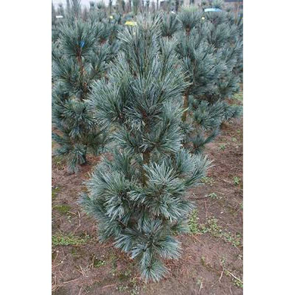 Сосна Гибкая Вандервольфс Пирамид С4