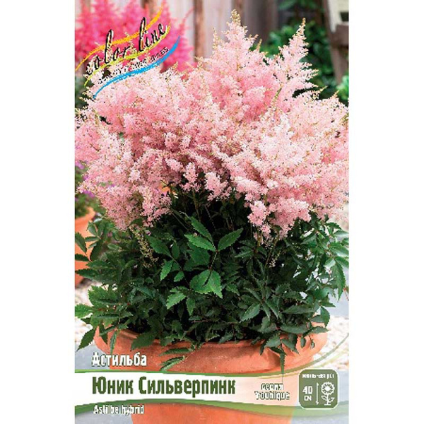 Астильба Юник Сильверпинк 2/3 n 25 шт Биг-пак 10
