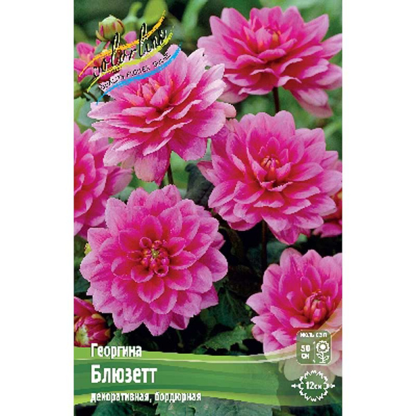 Георгина Блюзетт I 15 шт Шоу-Бокс 8993
