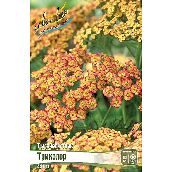 Тысячелистник Триколор I 1 шт