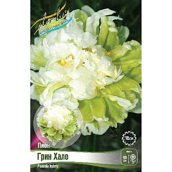 Пион Грин Хало 2/3 n 1 шт 