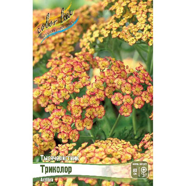 Тысячелистник Триколор I 1 шт